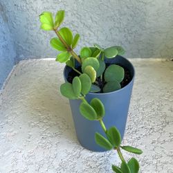 Peperomia Hope Plant 