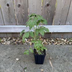 TOMATO PLANTS - Heirloom & Cherry Varieties (Ready for Your Garden)
