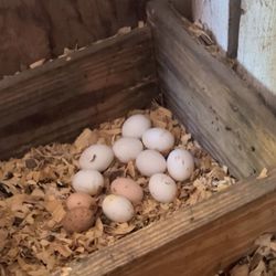 Fresh Farm Eggs 🥚