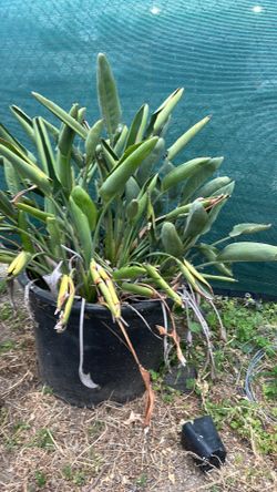 Strelitzia reginae