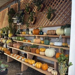 Pumpkins