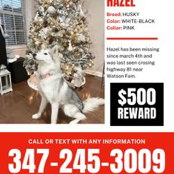 Missing Dog 