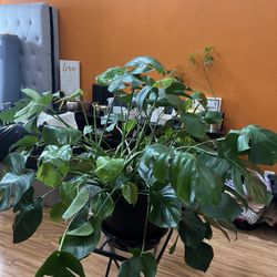 Monstera Plant