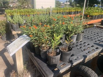 Milkweed Plant