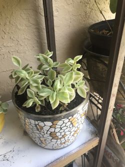 Live and beautiful plant in beautiful pot.