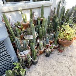 Various Trichocereus Species, Clones, Hybrids, And Seeds Available! Rooted, Cuttings, Seedlings!