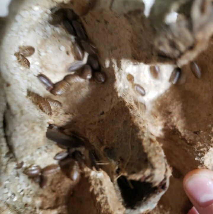 Insects For Chickens, Lizards,and Fish