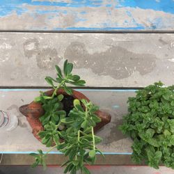 jade plant in terra-cotta pot and yerba buena mint /Menta 