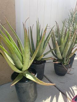 Aloe Vera Plant 