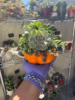 Pumpkin Succulent Arrangement