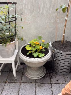 Planted cucumbers