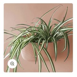 Wally Eco Plant Holder