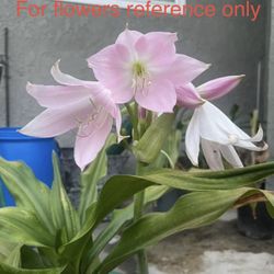 Crinum Lily Bulbs