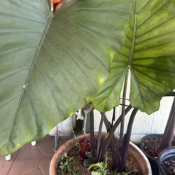 Alocasia Plant 