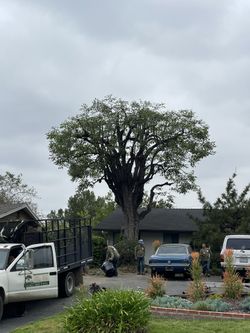 Tree Trimmer