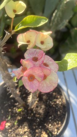 Crown Of Thorns Plant