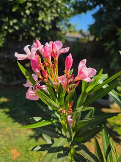 5 feet Laurel Plant