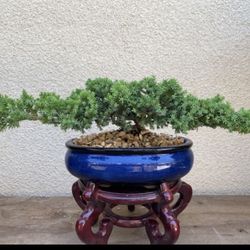 Bonsai Plants For Sale, $50 Each Firm