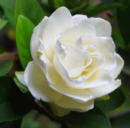 Gardenia Tree