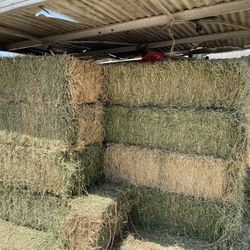 Alfalfa/hay