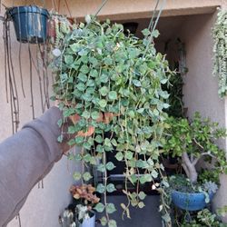 Hoya Curtisii Plant $28