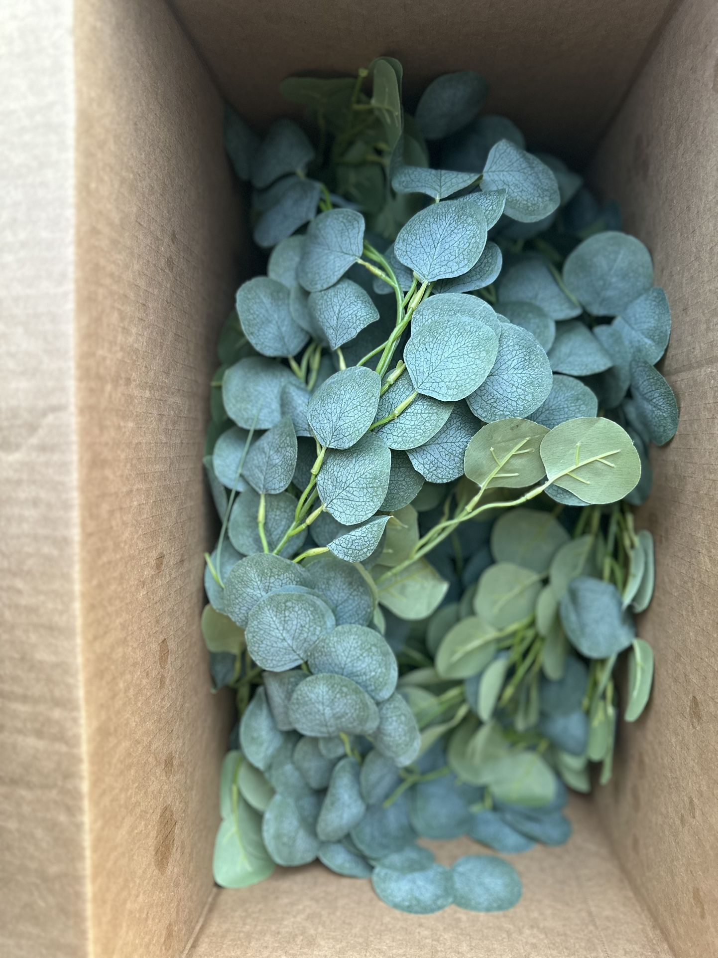 Eucalyptus