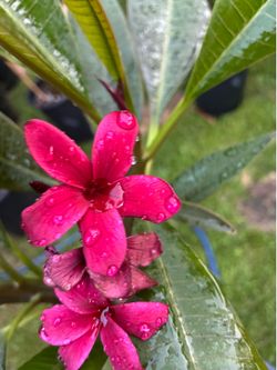Scott Pratt Plumeria .  Currently with blooms.
