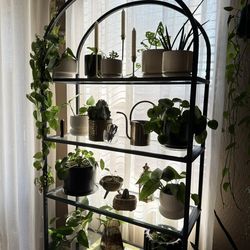 Bookcase / Plant Shelf