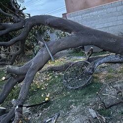 Real Wood For Decorations Or Firewood