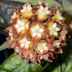 Hoya Callistophyla  Plant