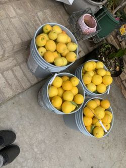 Sweet Limes/ Limas Dulces