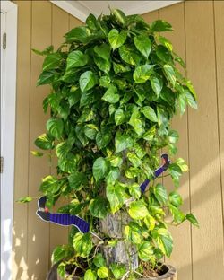 Lush Trailing High variegation money pothos plant/ indoor Plant/ house plant/ flower patio garden