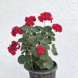 Geranium Flower Plant (Red)