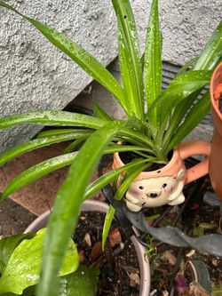 Planta