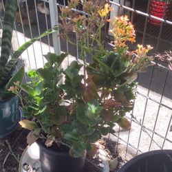 Kalanchoe "Flaming Katy"