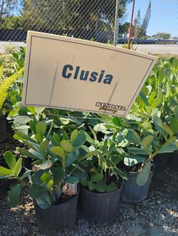 Clusia Hedges 3gl $4.50🏡