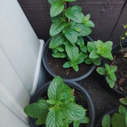 Hierbabuena $5 Cada Una 