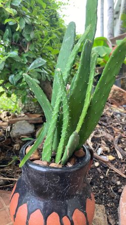 Cactus 🌵