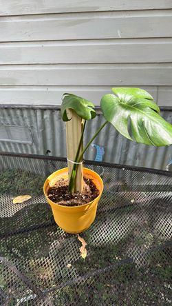 Monstera