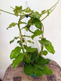 Plants (6”pot🌿Hoya Globulosa)