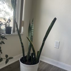 Snake Plant