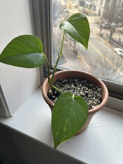 Jade Pothos House Plant 