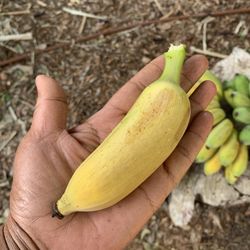 Golden Finger Banana Plant 🪴 Plantas de banana 