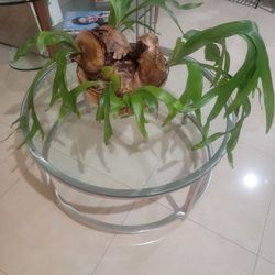 Glass Coffee Table 