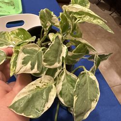 Pearl And Jade Plants 