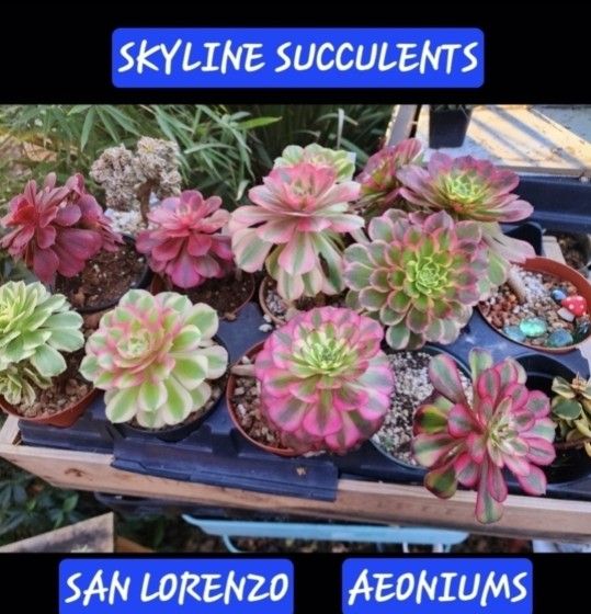 SUNDAY PLANT SALE IN SAN LORENZO. ALL TYPES AVAIL..GREAT PRICES. SUNDAY AND THIS WEEK