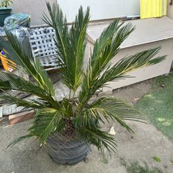 Small Palm Trees