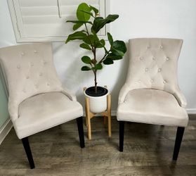 Upholstered Chairs and Silk Plant