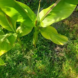 Banana Plants For Sale 