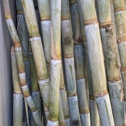 Organic Sugarcane